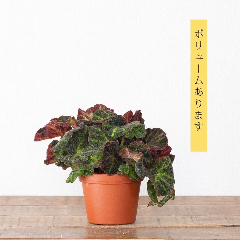 ベゴニアソリムタータの苗