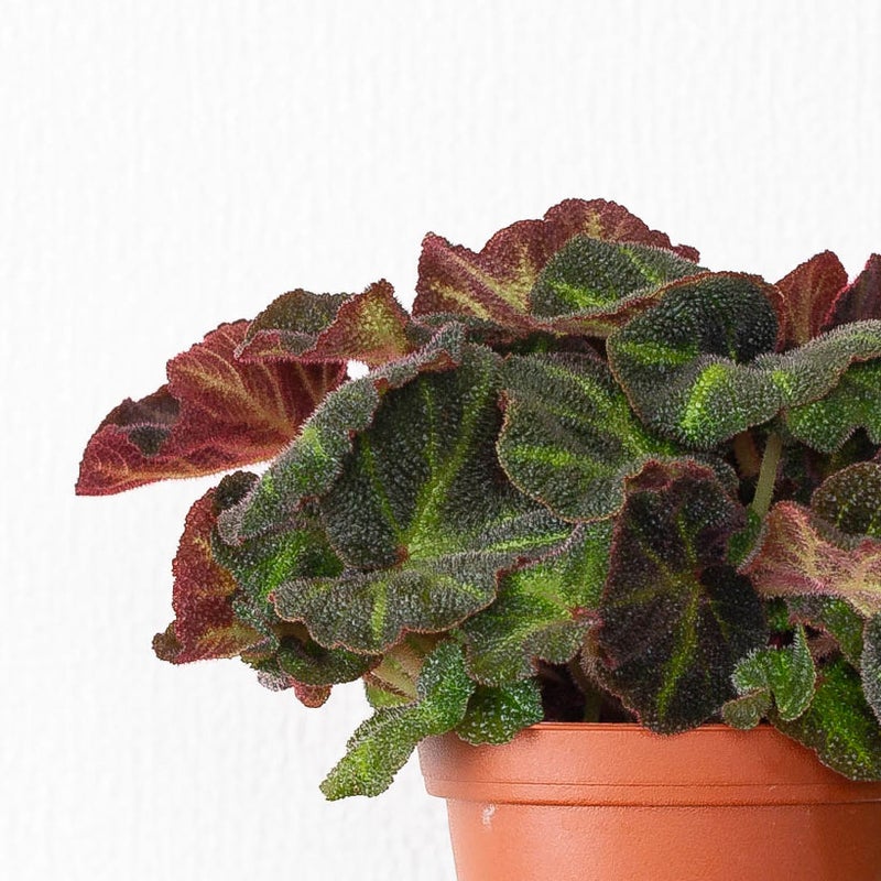 ベゴニアソリムタータの葉