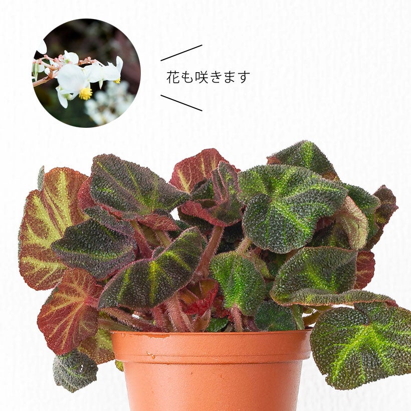 ソリムタータ｜太陽の光（環境）で葉色が変化する根茎性ベゴニア