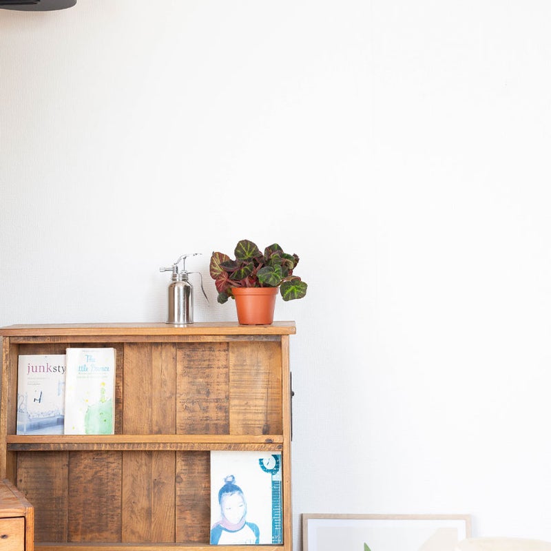 ベゴニアソリムタータを台の上に