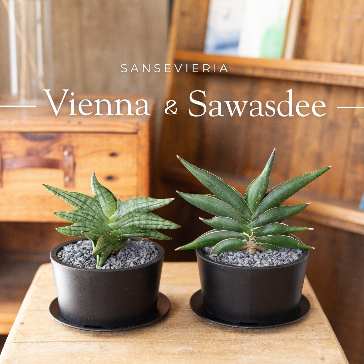 サンセベリア・サワディーとヴィエナの写真