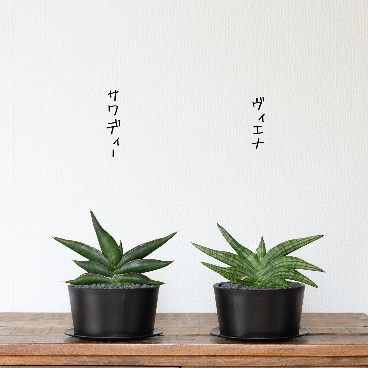 サンセベリア・サワディーとヴィエナの写真