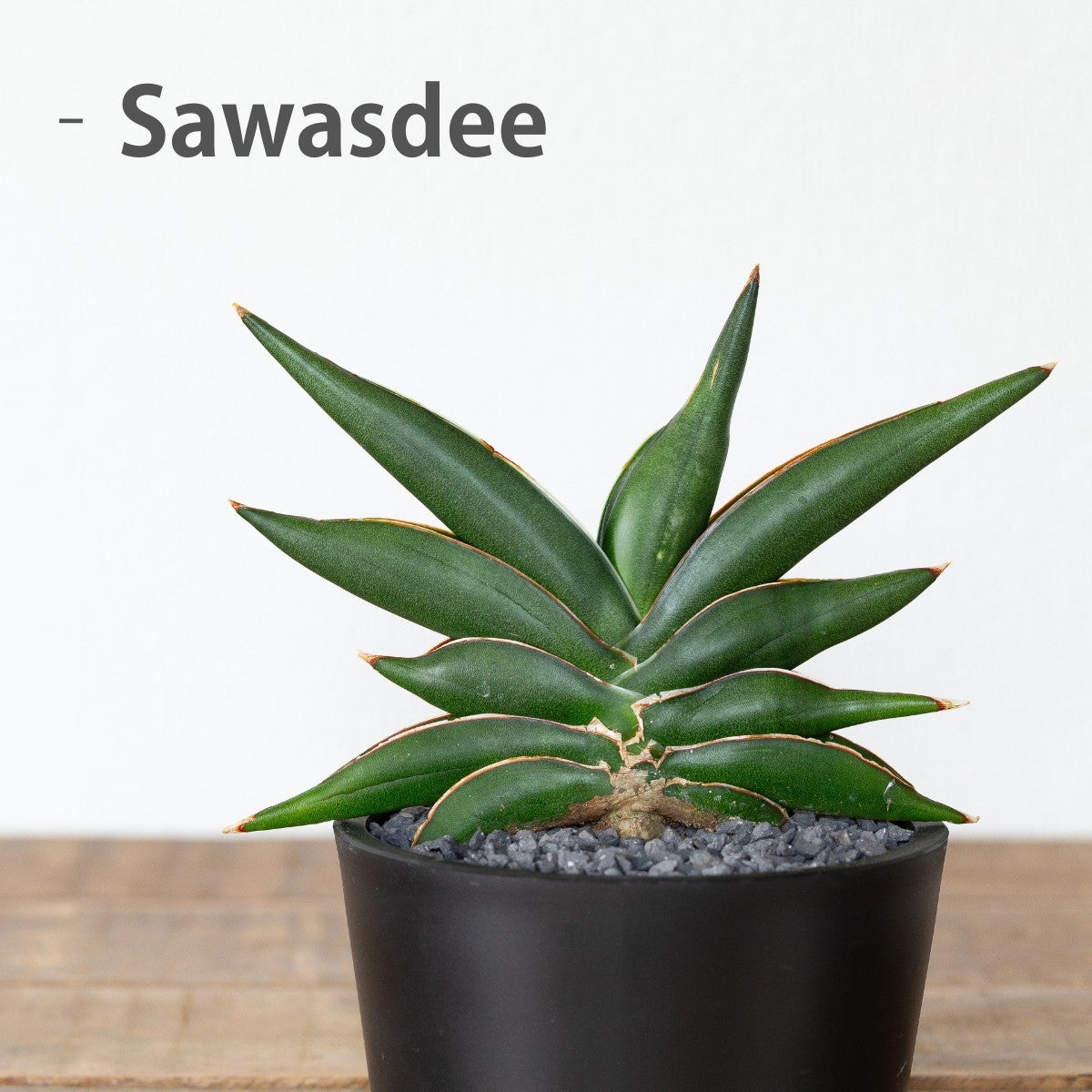 サンセベリア・サワディーの写真