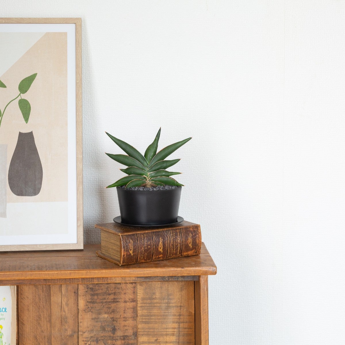 サンセベリア・サワディーの写真