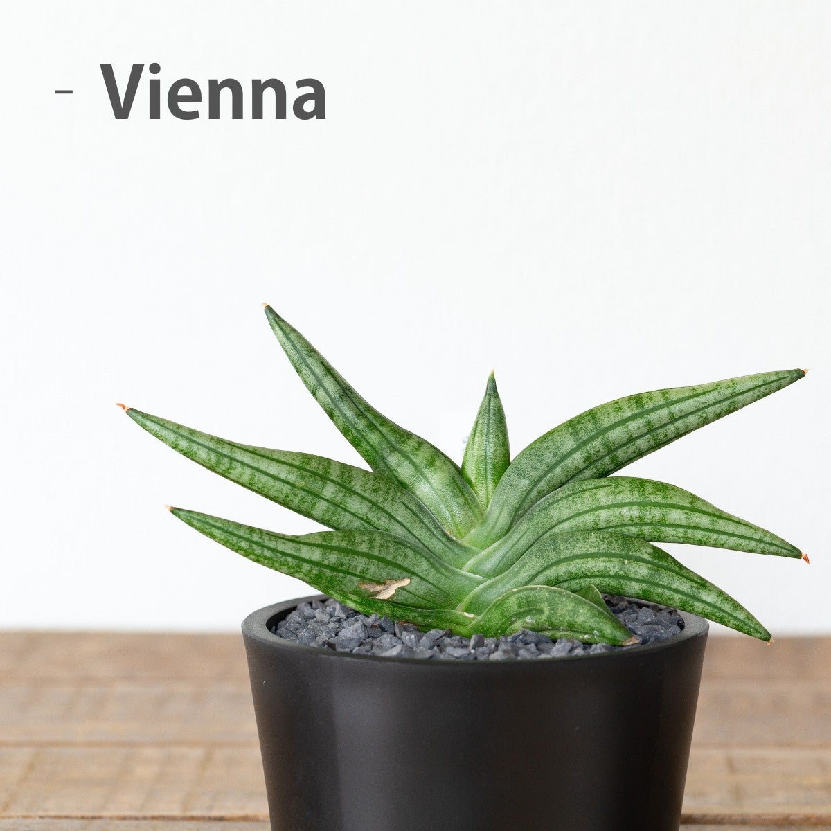 サンセベリア・ヴィエナの写真