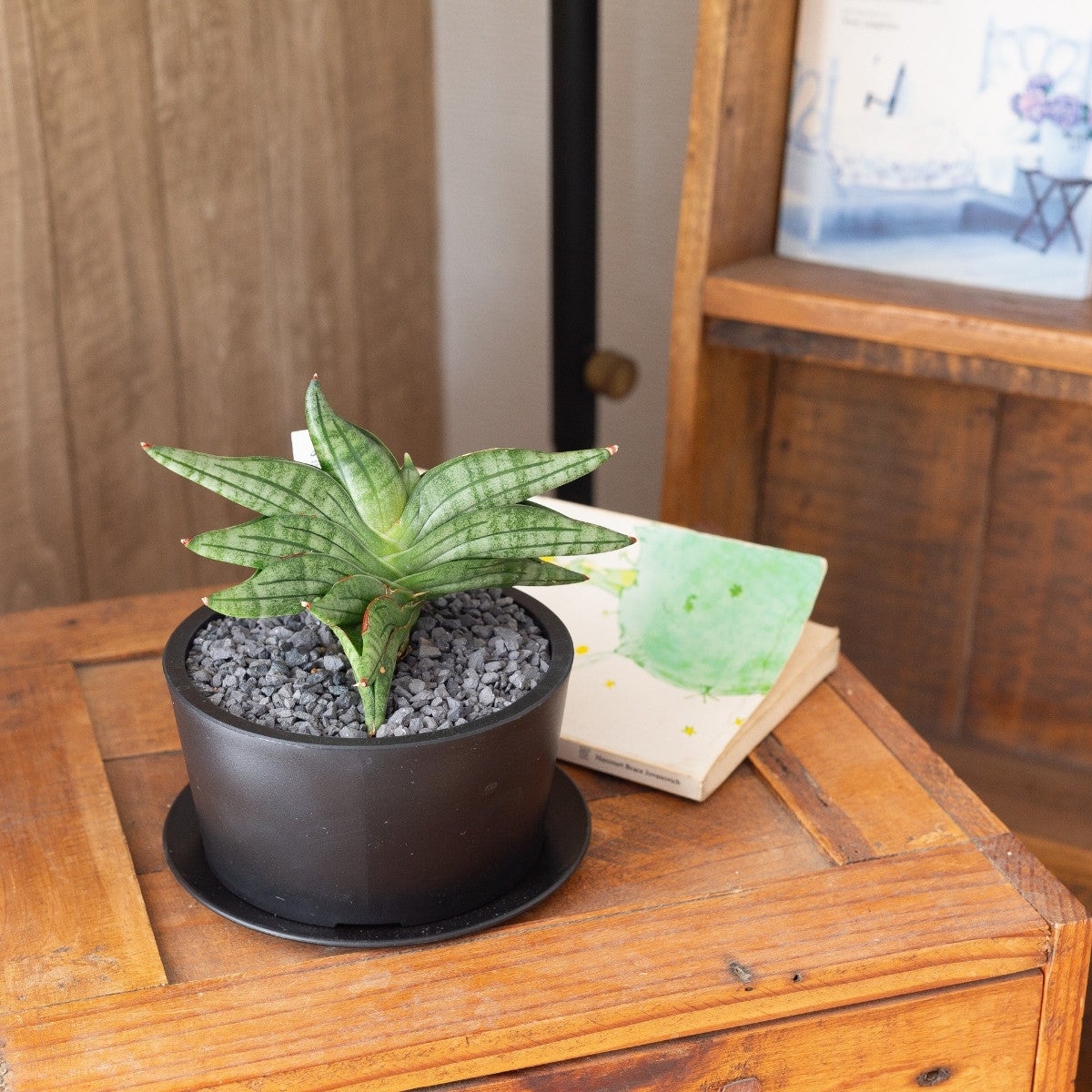 サンセベリア・ヴィエナの写真