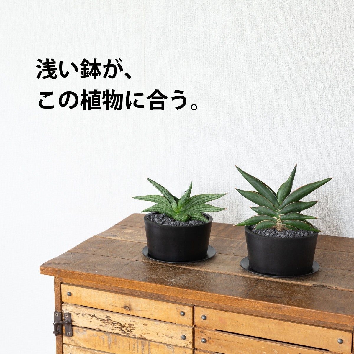 サンセベリア・サワディーとヴィエナの写真