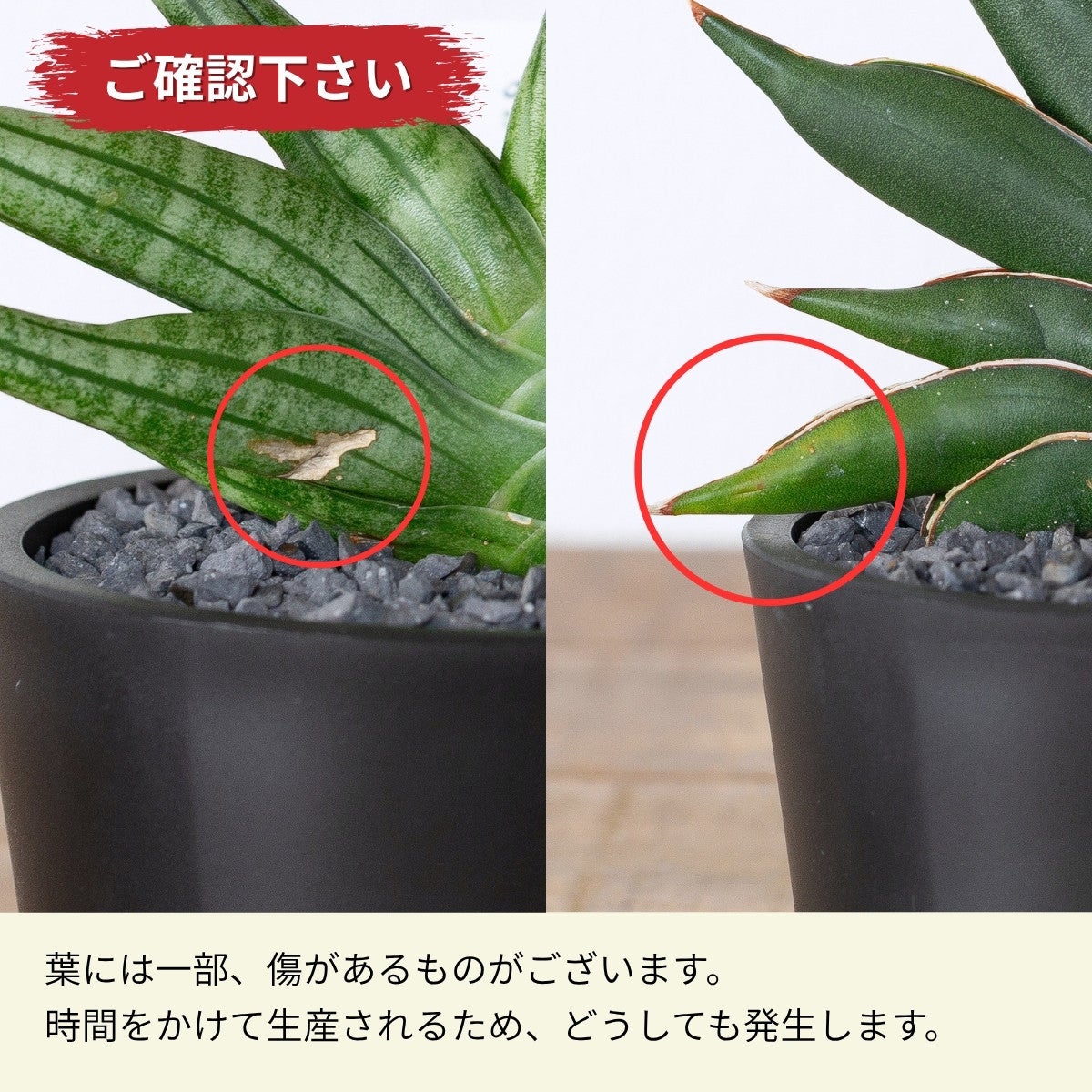 サンスベリア・サワディーとヴィエナの浅鉢仕立て｜育て方付き
