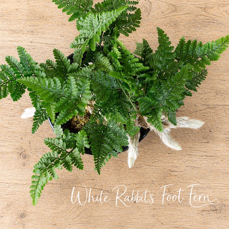 トキワシノブを飾ったイメージ