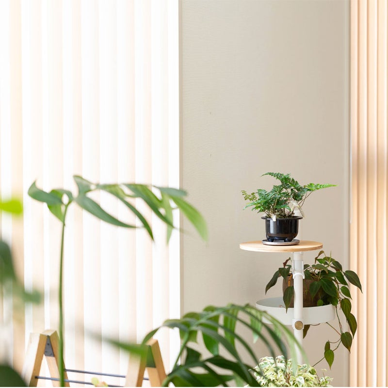 トキワシノブを飾ったイメージ