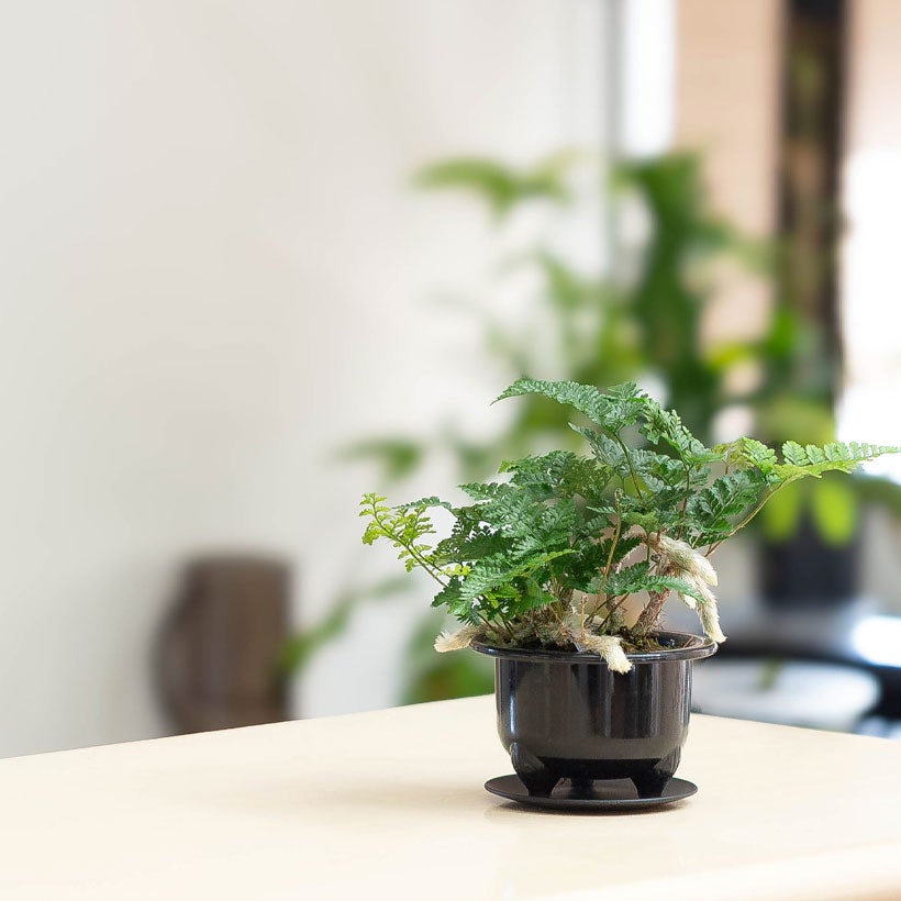 鉢から白い根が伸びるトキワシノブの鉢植え｜つつじ鉢に植えて盆栽風に