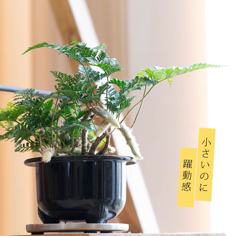 鉢から白い根が伸びるトキワシノブの鉢植え｜つつじ鉢に植えて盆栽風に