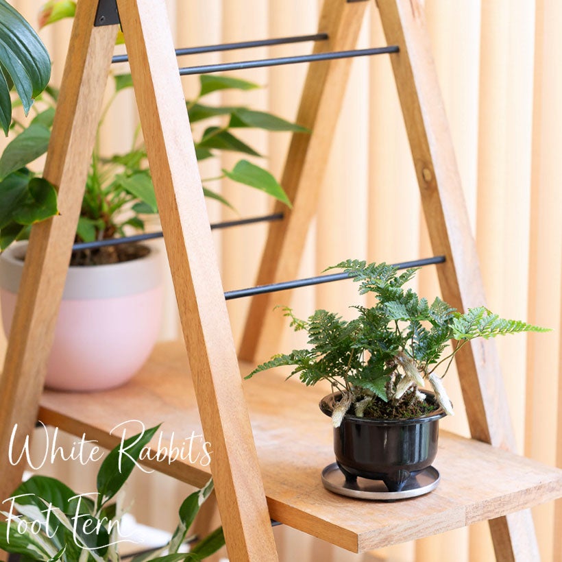 鉢から白い根が伸びるトキワシノブの鉢植え｜つつじ鉢に植えて盆栽風に