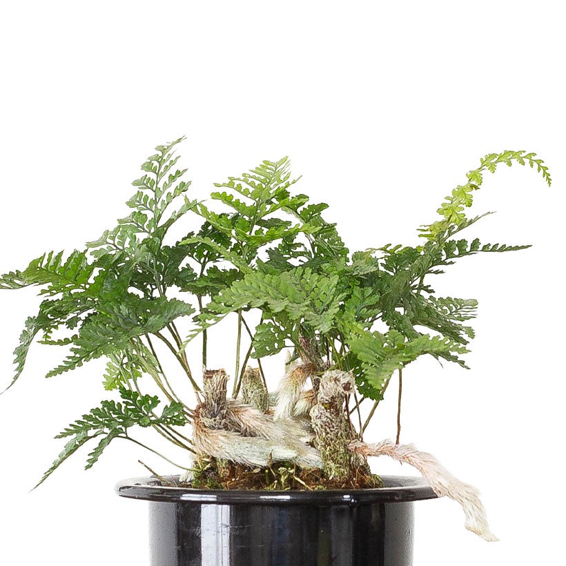 鉢から白い根が伸びるトキワシノブの鉢植え｜つつじ鉢に植えて盆栽風に