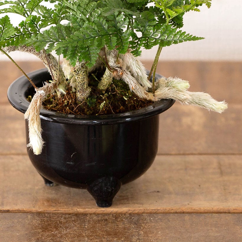 鉢から白い根が伸びるトキワシノブの鉢植え｜つつじ鉢に植えて盆栽風に