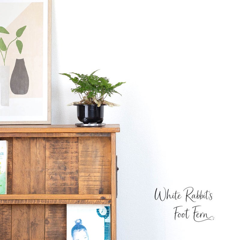 トキワシノブを玄関に