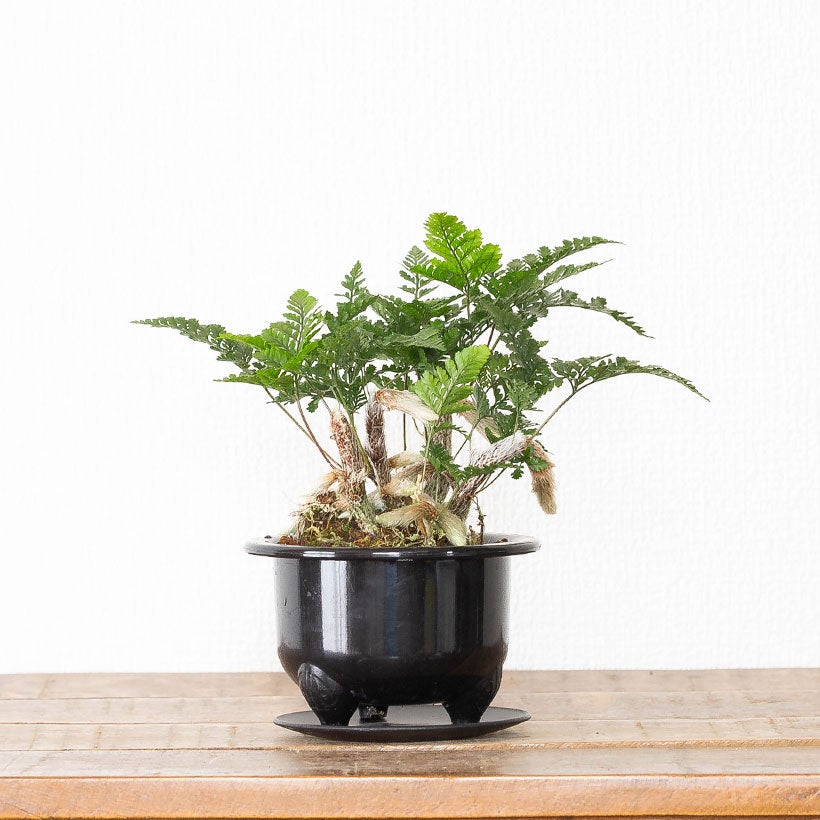 鉢から白い根が伸びるトキワシノブの鉢植え｜つつじ鉢に植えて盆栽風に