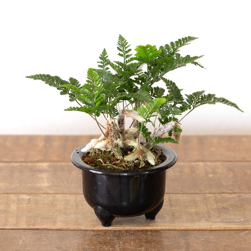 鉢から白い根が伸びるトキワシノブの鉢植え｜つつじ鉢に植えて盆栽風に