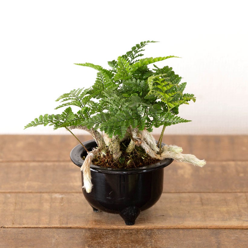 鉢から白い根が伸びるトキワシノブの鉢植え｜つつじ鉢に植えて盆栽風に