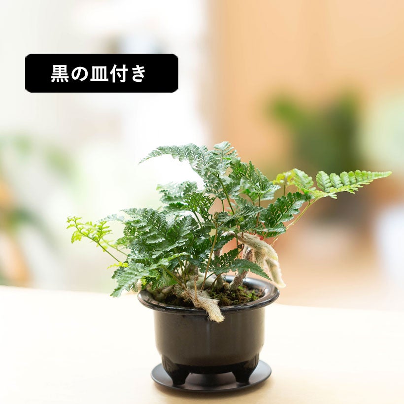 鉢から白い根が伸びるトキワシノブの鉢植え｜つつじ鉢に植えて盆栽風に