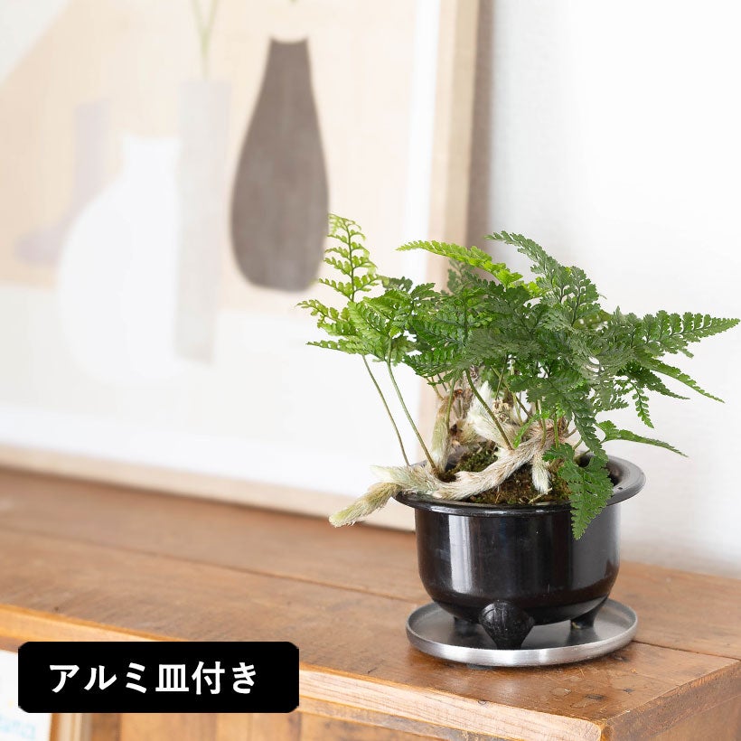 鉢から白い根が伸びるトキワシノブの鉢植え｜つつじ鉢に植えて盆栽風に