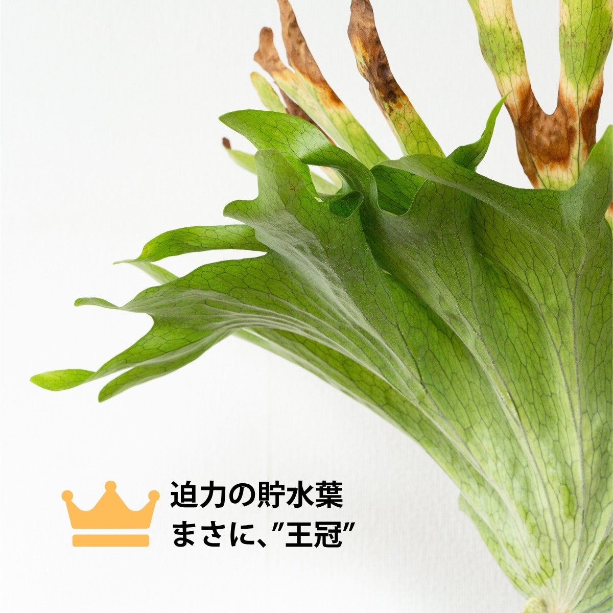 ビカクシダ・グランデ（育て方付き）｜板付けにおすすめの迫力サイズ