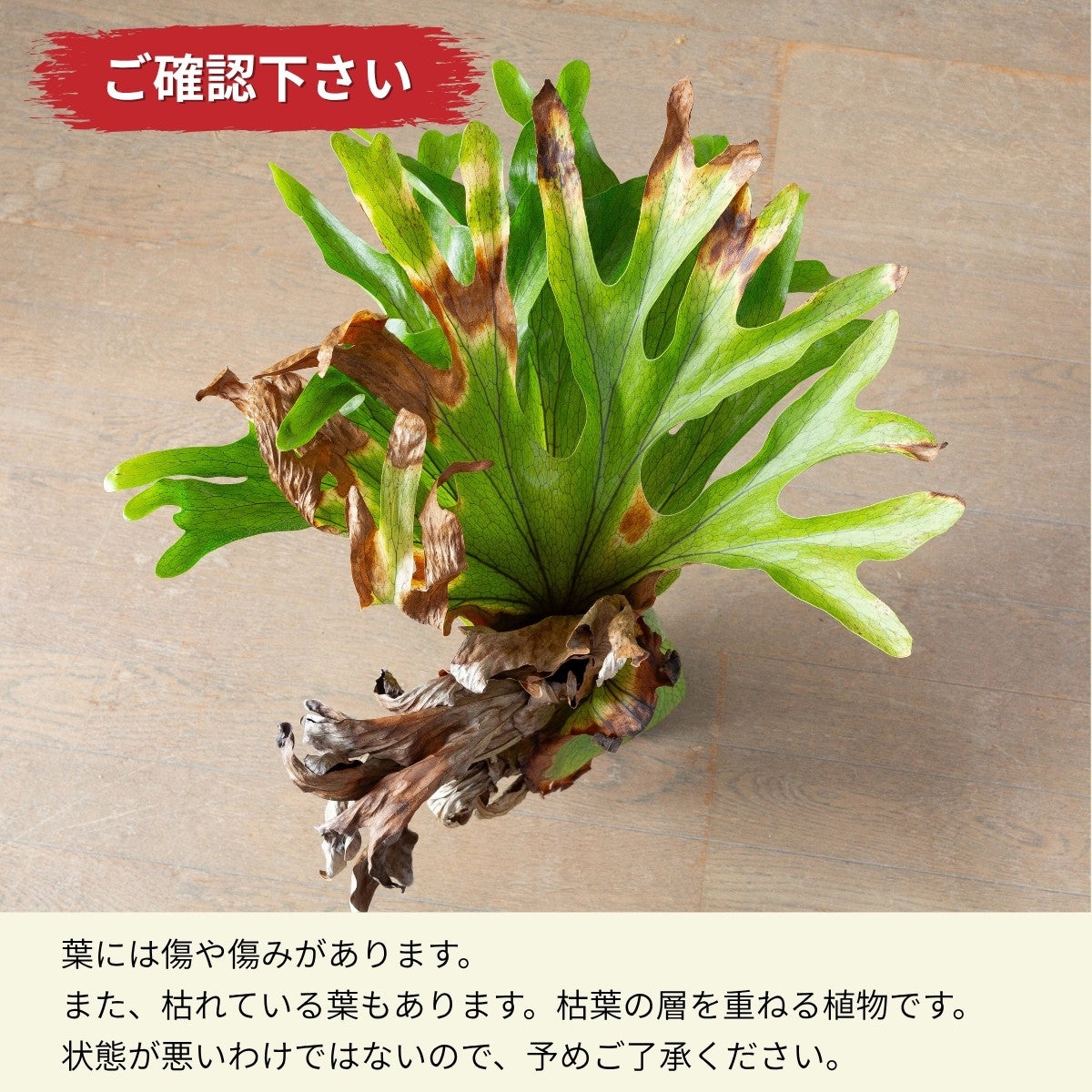 ビカクシダ・グランデ（育て方付き）｜板付けにおすすめの迫力サイズ