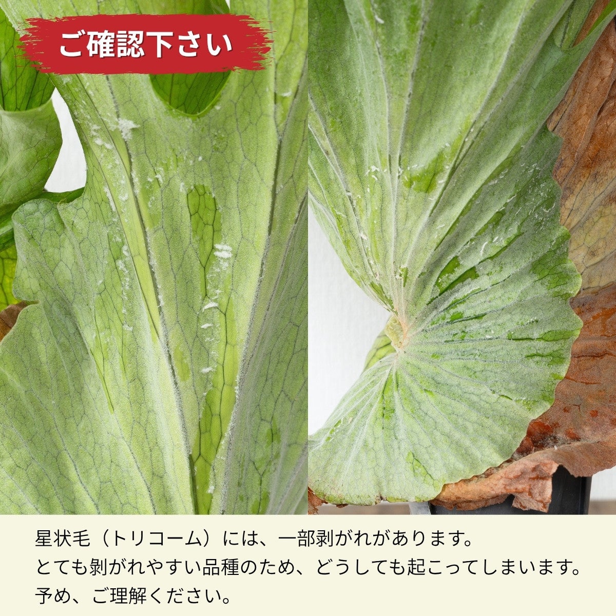 ビカクシダ・グランデ（育て方付き）｜板付けにおすすめの迫力サイズ