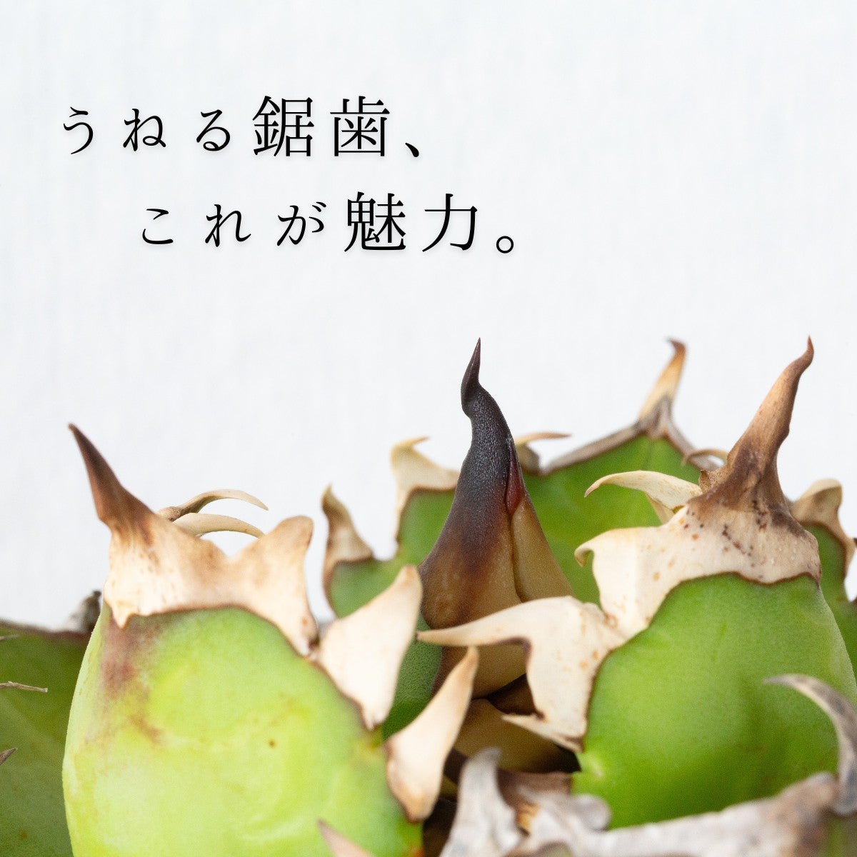 アガベ・オテロイ・レッドキャットウィーズルの画像