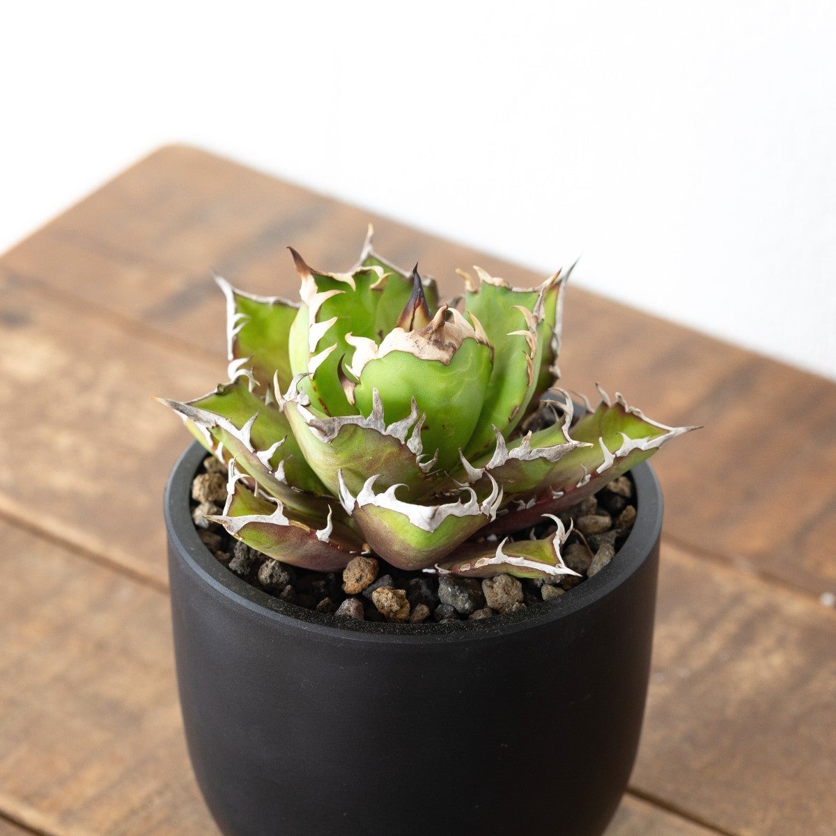 アガベ・オテロイ・レッドキャットウィーズルの画像