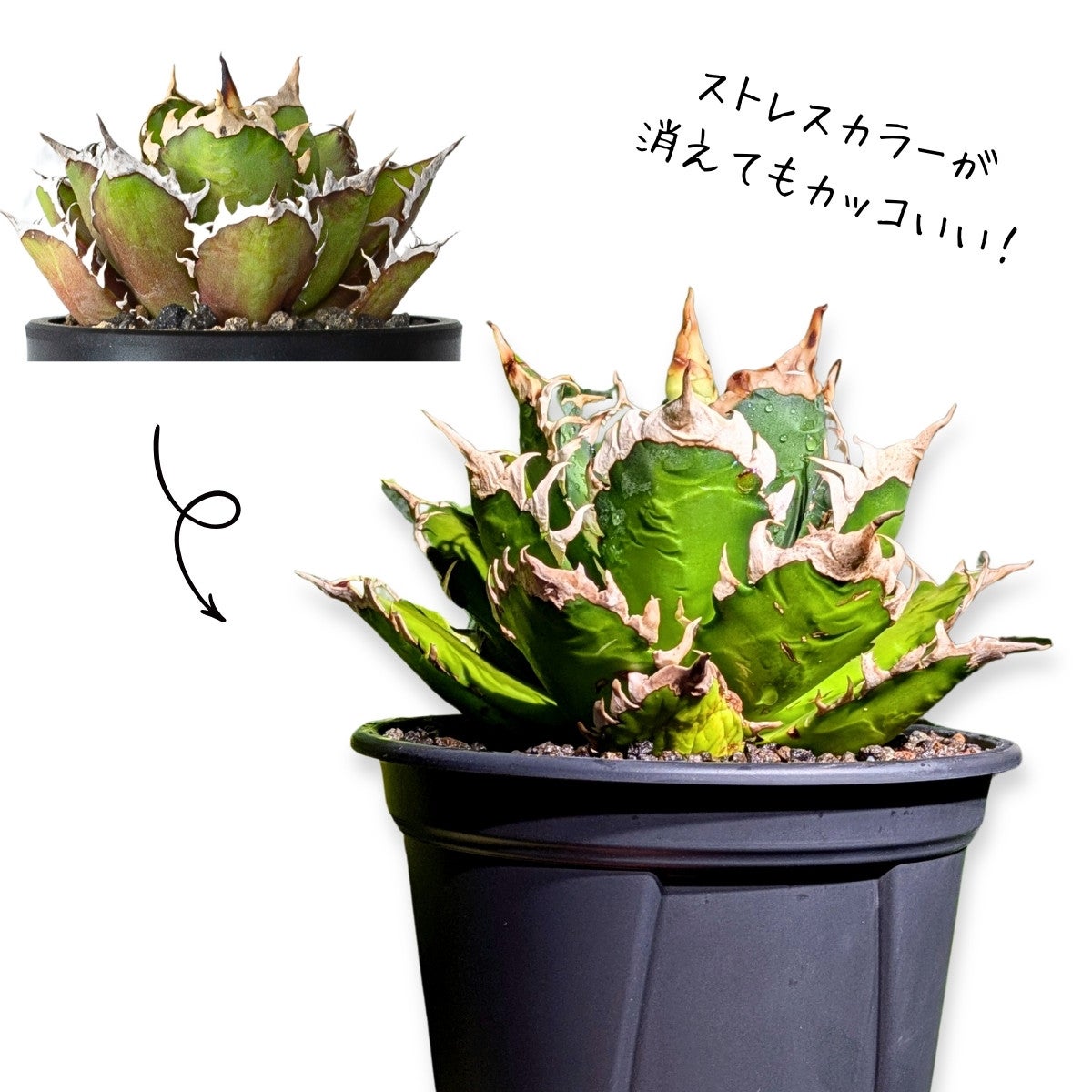 アガベ・オテロイ・レッドキャットウィーズルの画像