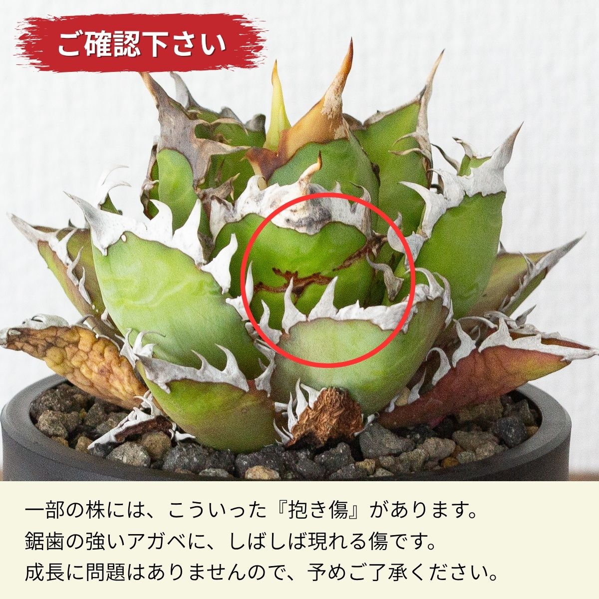 写真現品】アガベ・レッドキャットウィーズル