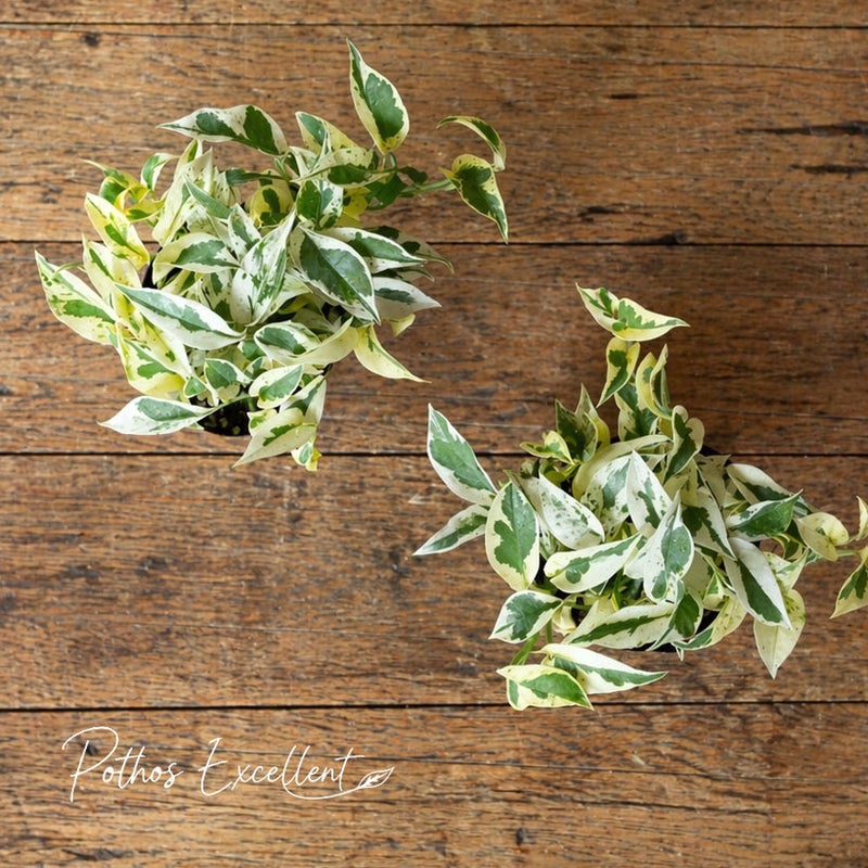 ポトス・エクセレントを上から