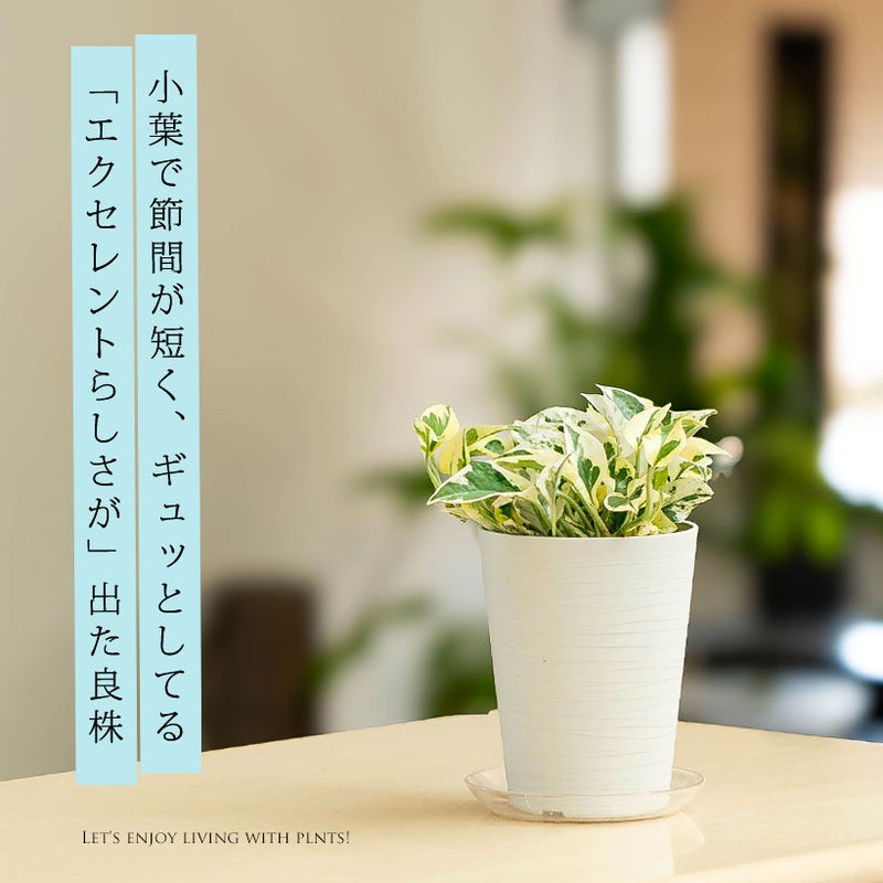 ポトス・エクセレントを台の上に