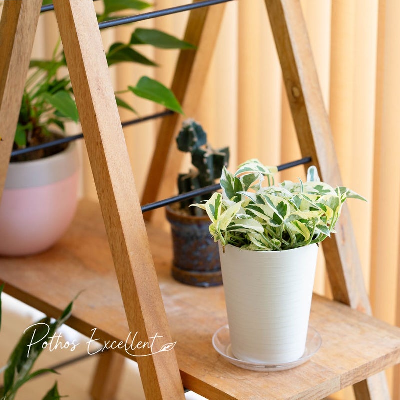 ポトス・エクセレントを台の上に