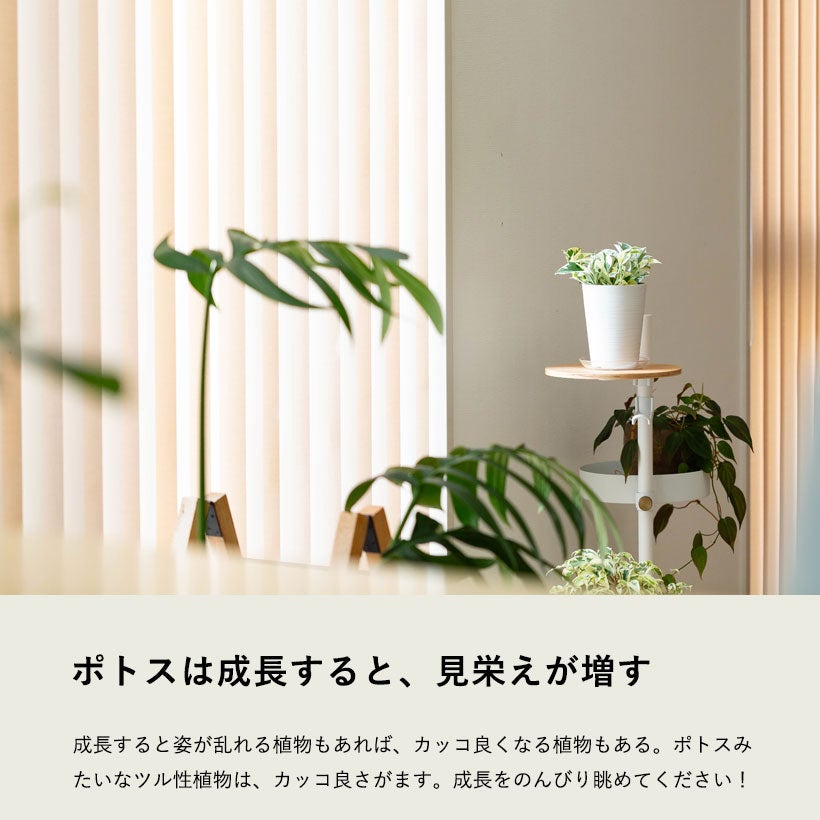 ポトス・エクセレント綺麗な白斑品種｜片岡さんの苗を背の高い鉢で