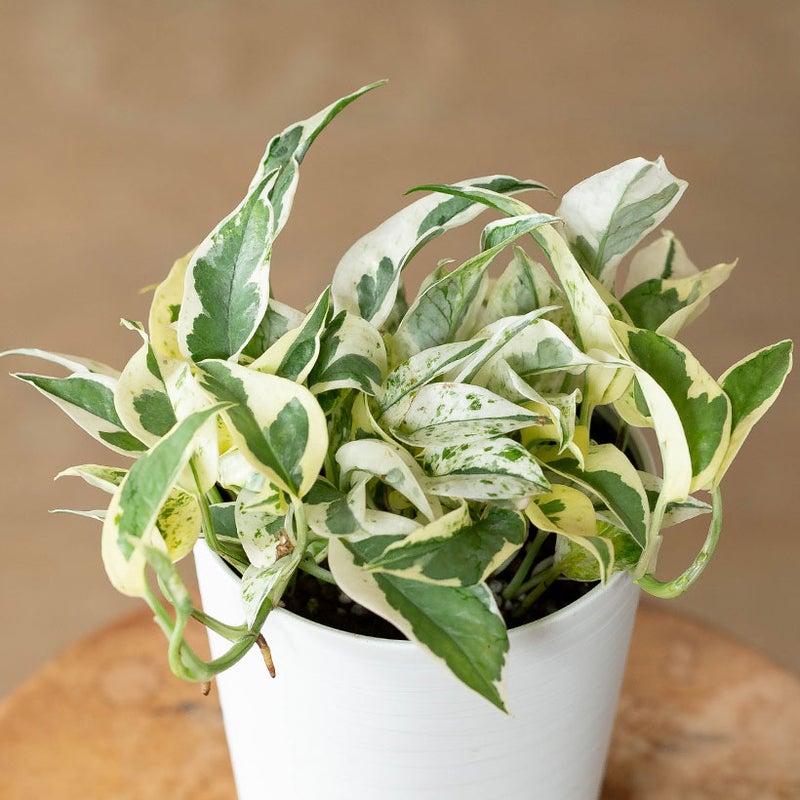 ポトス・エクセレントの葉