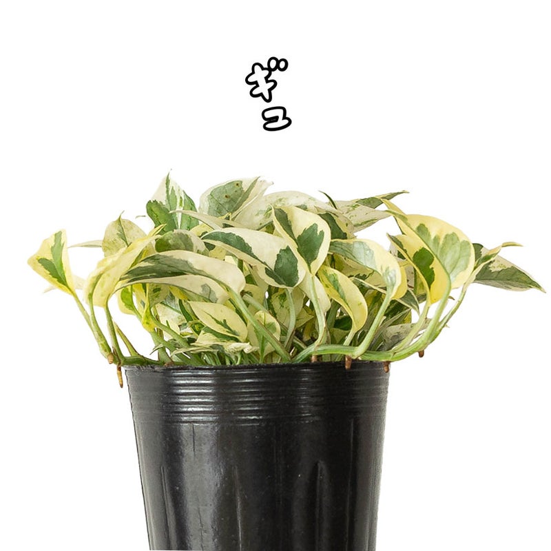 ポトス・エクセレントの葉