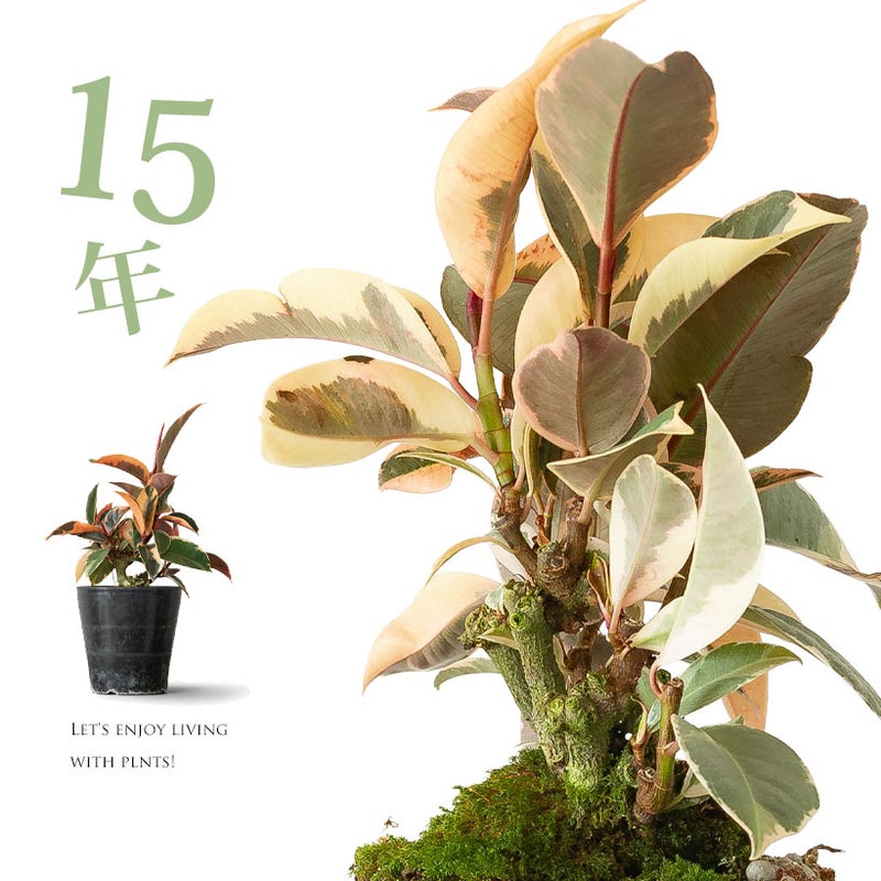 フィカス・ティネケ15年もの