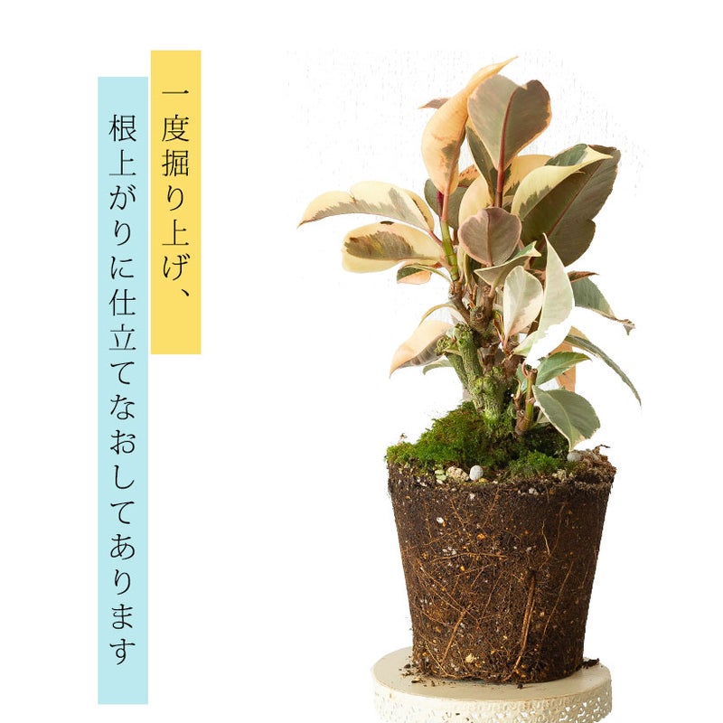 ゴムの木の飾り方