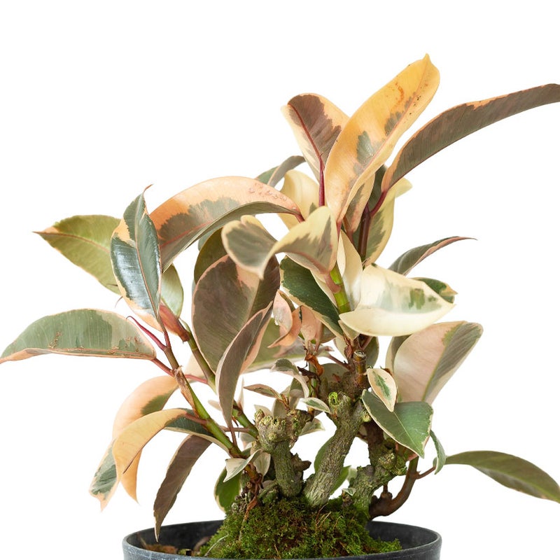 小さく作りこまれたフィカス・ティネケ