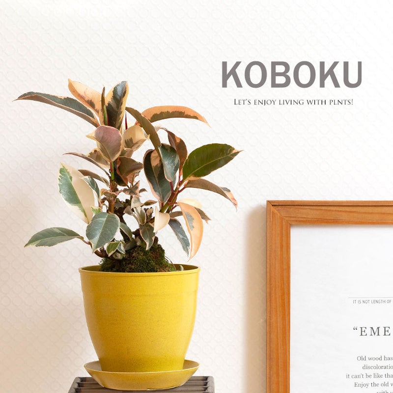 フィカス・ティネケを植え替えたイメージ