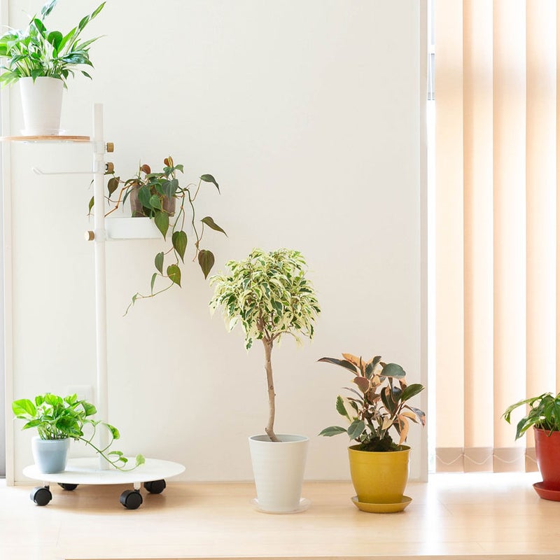 フィカス・ティネケをリビングに