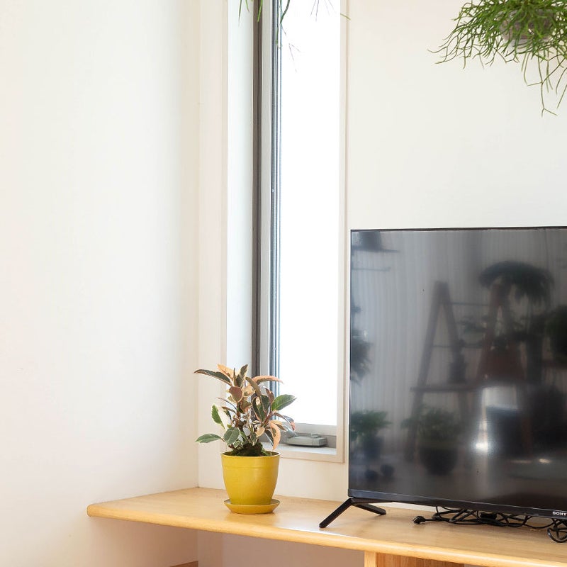 フィカス・ティネケ