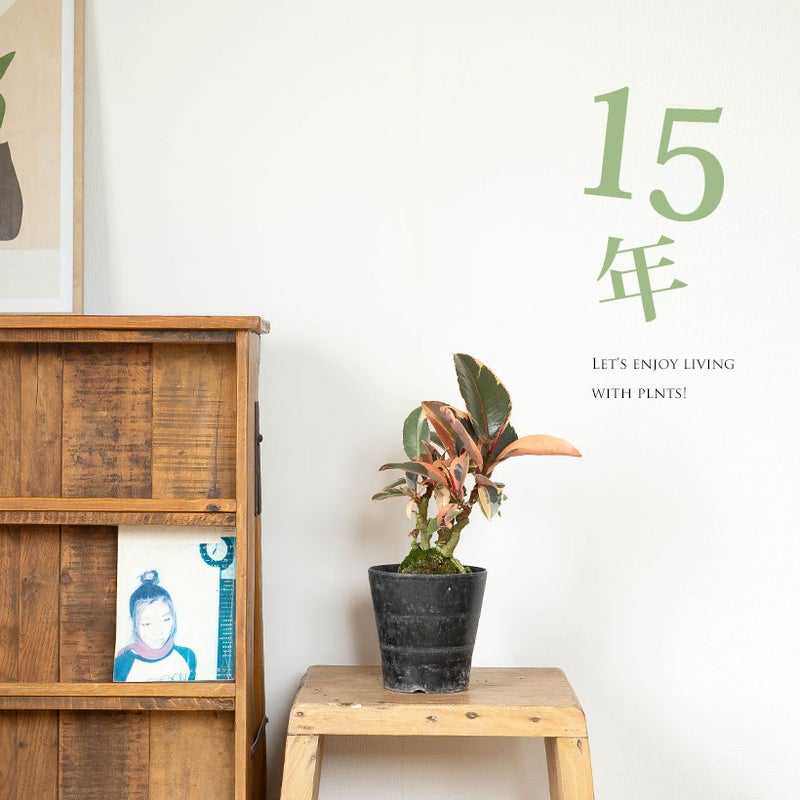 ゴムの木を花台の上に