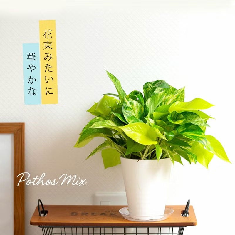 ポトスの寄せ植え