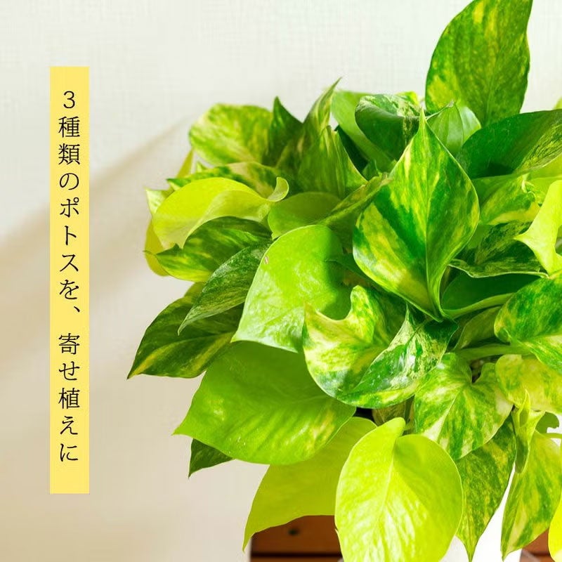 ポトス「3種の寄せ植え」ツルが鉢を覆い隠す、美しいおすすめ商品