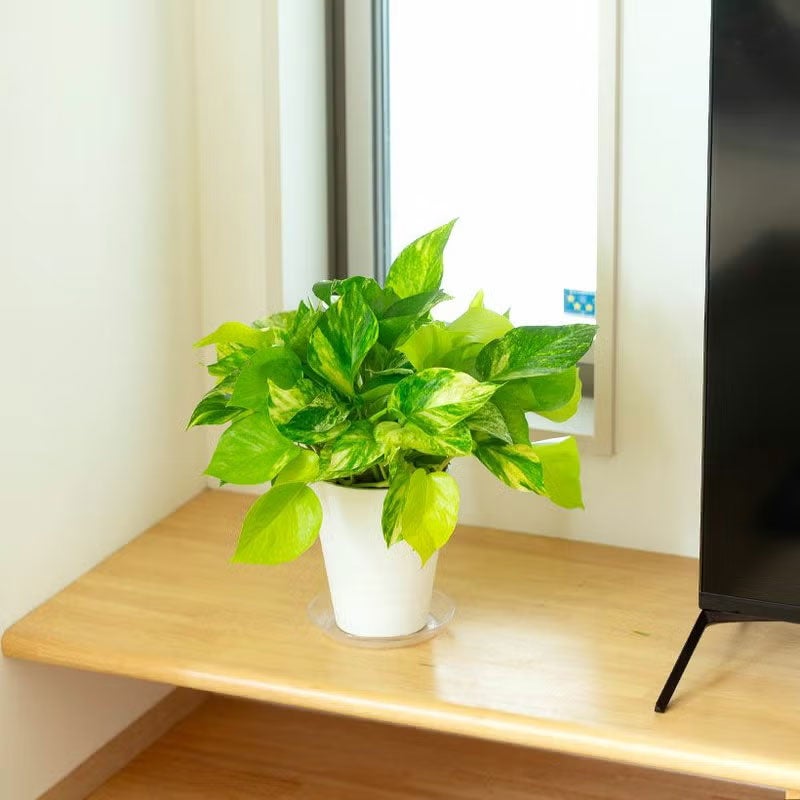 ポトス「3種の寄せ植え」ツルが鉢を覆い隠す、美しいおすすめ商品