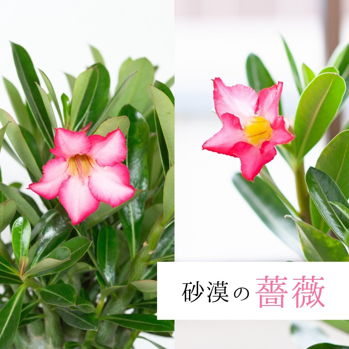 アデニウム・オベスム（砂漠の薔薇）｜育て方付き・5号鉢