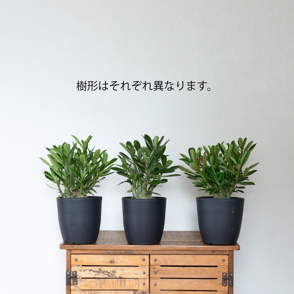 アデニウム・オベスム（砂漠の薔薇）｜育て方付き・5号鉢